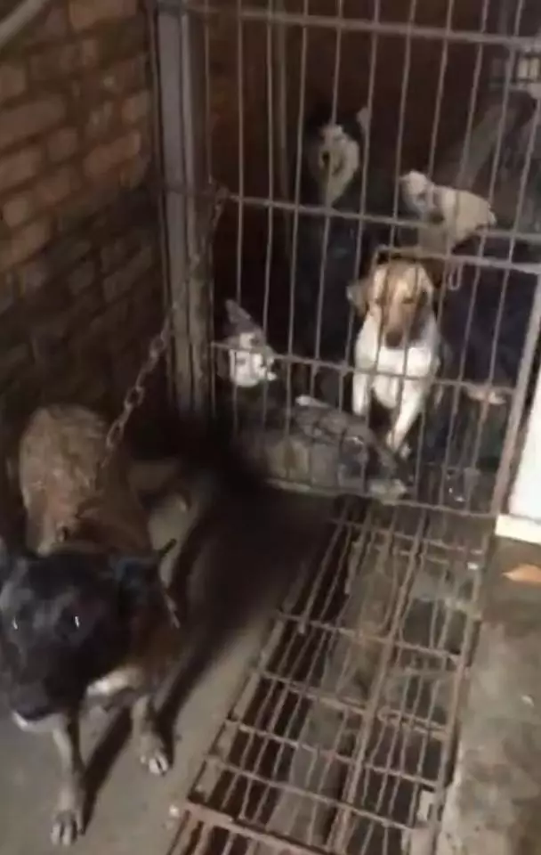 女狗主尋愛犬發現非法屠狗場 發現冰箱中有大量狗屍勇敢救出171隻狗