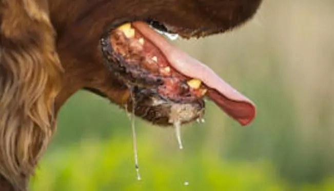 狗常流口水? 當心忽視恐致命