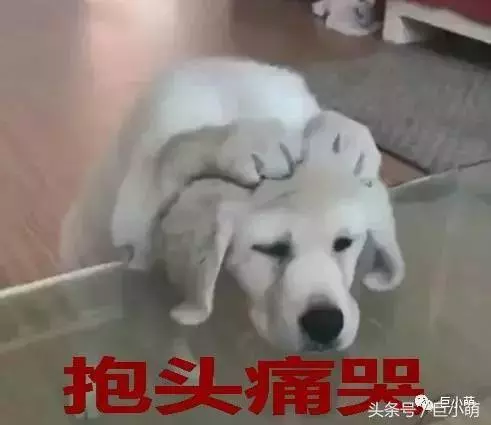 我們愛狗,但絕不做這種「愛狗人士」