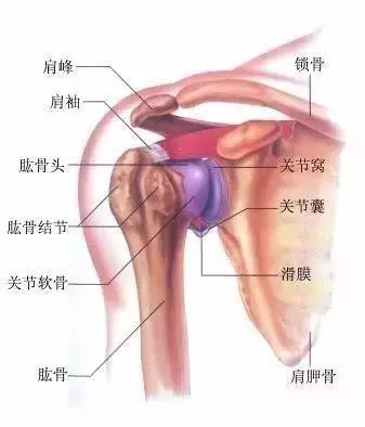 肩膀動久總是無力痠痛?3分鐘教你靠瑜伽「放鬆肩膀」,做完發現整個人輕鬆多了