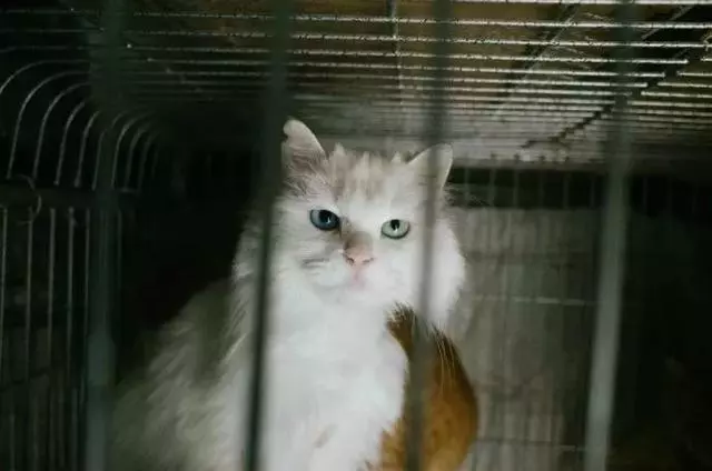 領養狗後又退養,人類的誓言如此不靠譜