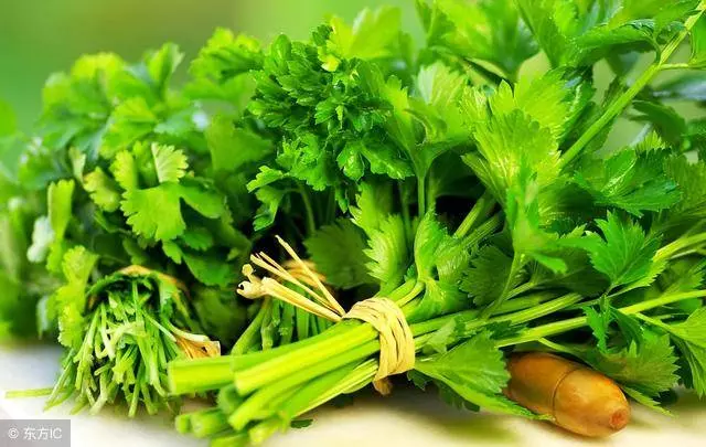 原來香菜除了吃還有降壓、洗腎的功效現在知道還不晚