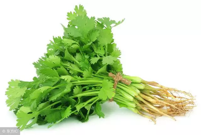 原來香菜除了吃還有降壓、洗腎的功效現在知道還不晚