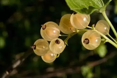 土豆吃不完容易發芽變青?教你這樣保存,能新鮮的時間更久,而且不發芽