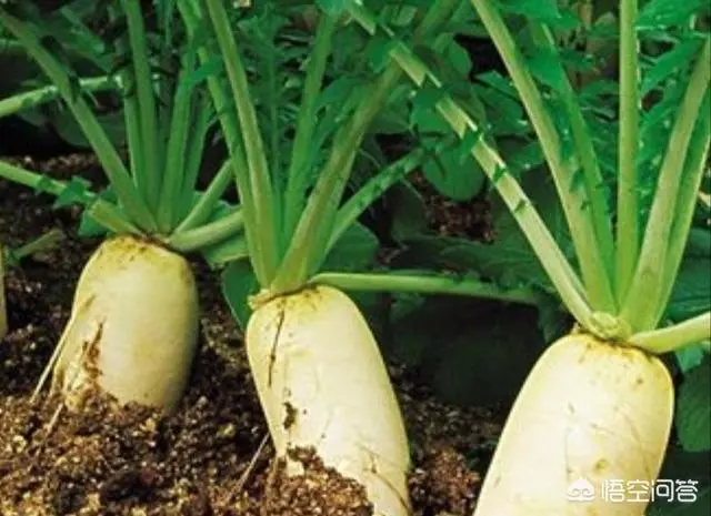 白蘿蔔有什麼功效?真能潤肺嗎?