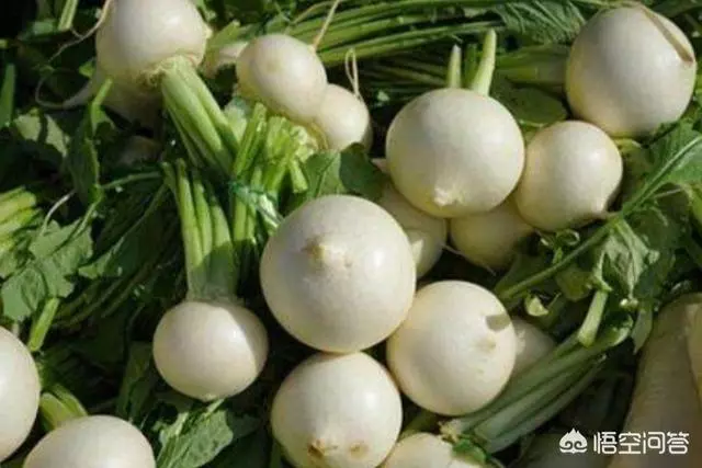 白蘿蔔有什麼功效?真能潤肺嗎?