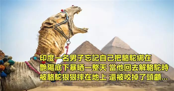 10個動物復仇人類的故事~~~ #10老虎跟蹤和殺害偷獵者