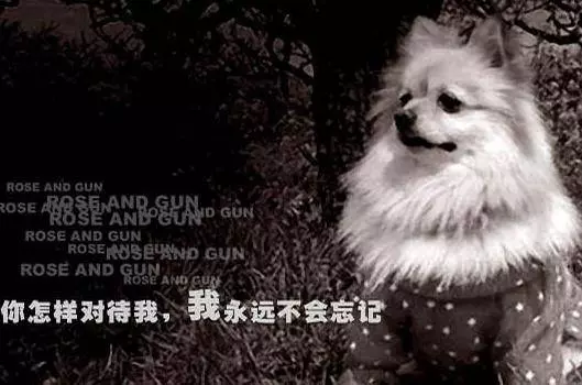 養狗的7大禁忌,主人要知道!