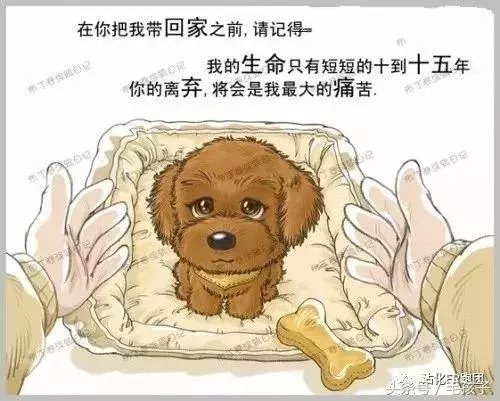 狗狗的一輩子,飼主都該看完