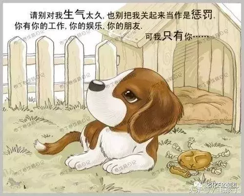 狗狗的一輩子,飼主都該看完