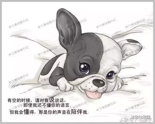 狗狗的一輩子,飼主都該看完