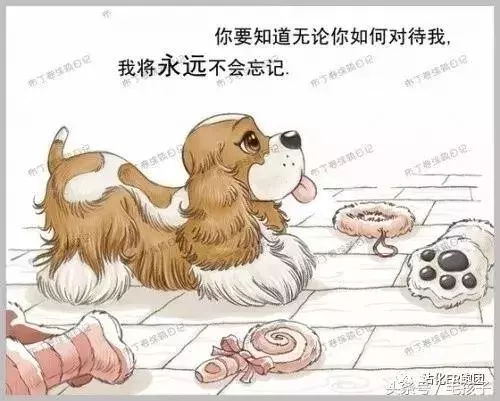 狗狗的一輩子,飼主都該看完