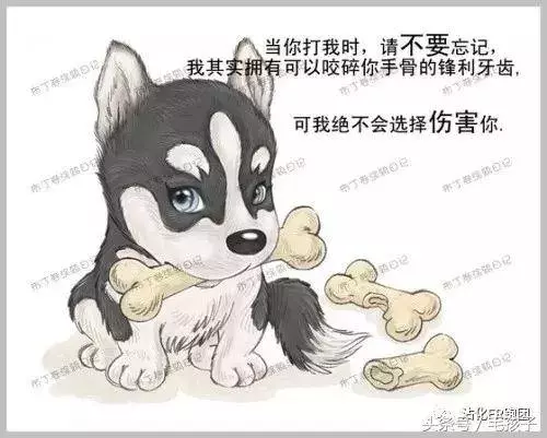 狗狗的一輩子,飼主都該看完