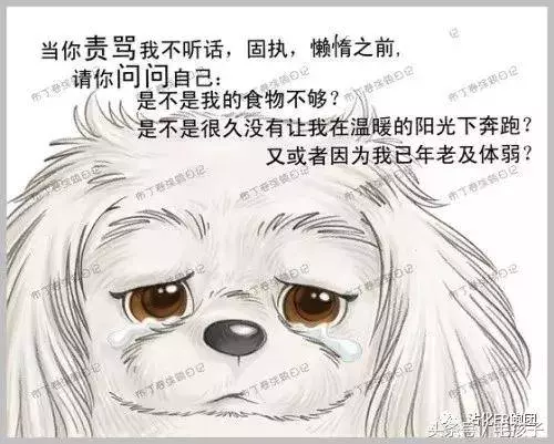 狗狗的一輩子,飼主都該看完