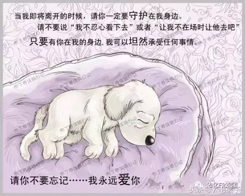 狗狗的一輩子,飼主都該看完