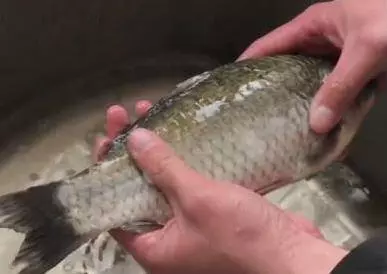 刮魚鱗【不飛濺不髒手】的訣竅,只要一個塑膠袋,1分鐘就能去掉魚鱗,太實用!