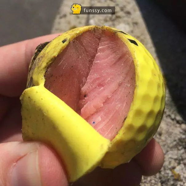 20個看起來像 但不是食物的東西~~~ #3 這塊鮪魚看起來好像牙膏