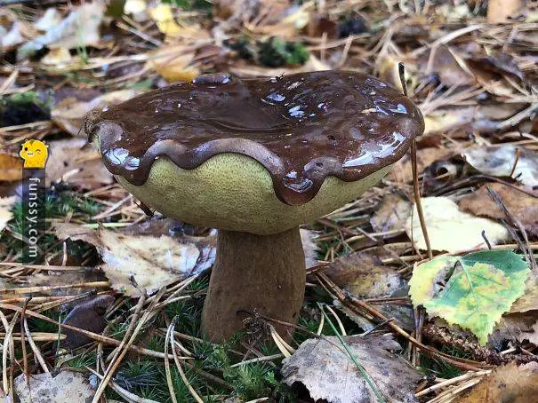 20個看起來像 但不是食物的東西~~~ #3 這塊鮪魚看起來好像牙膏
