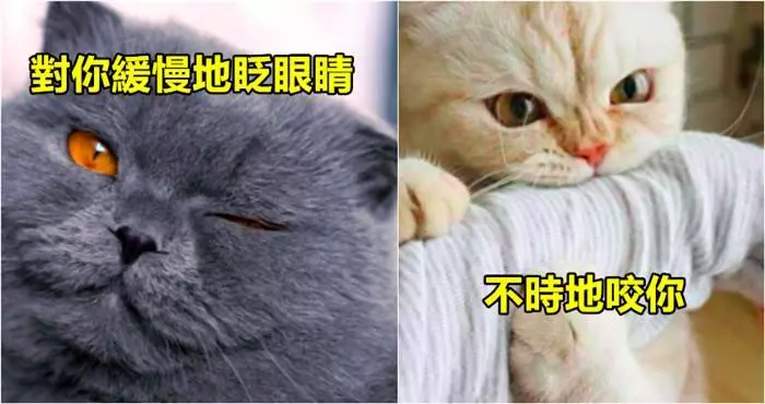如果「喵星人對你做這10種行為 那麼就代表其實它超愛你」的