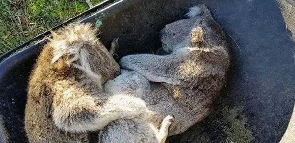 防森林大火狂砍樹 澳洲無尾熊餓死