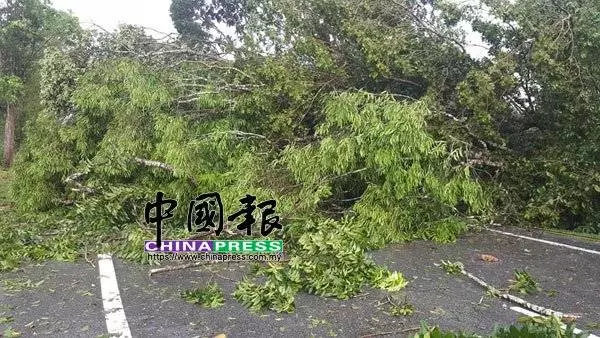 午後狂風暴雨 烏雪多區樹倒 交通中斷