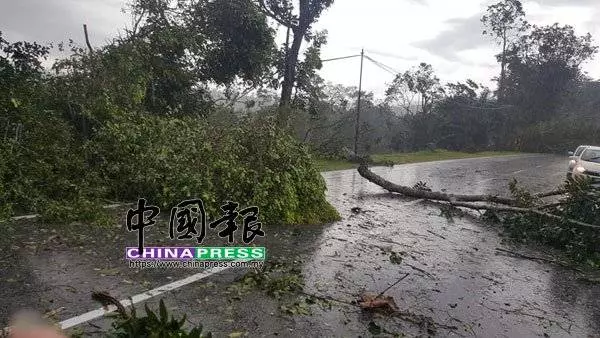 午後狂風暴雨 烏雪多區樹倒 交通中斷