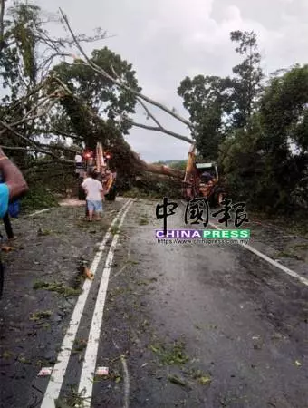 午後狂風暴雨 烏雪多區樹倒 交通中斷