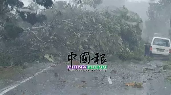 午後狂風暴雨 烏雪多區樹倒 交通中斷