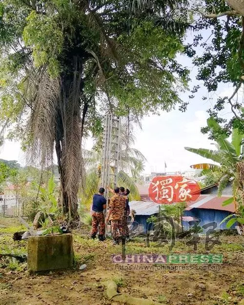 貪玩貓咪爬上30呎老樹 消拯員爬雲梯救貓