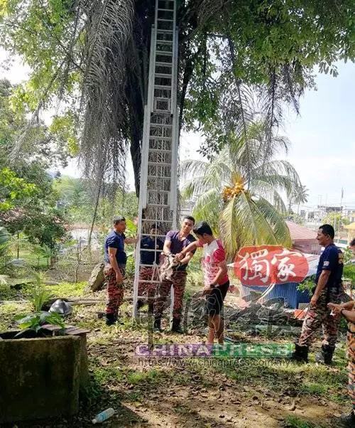 貪玩貓咪爬上30呎老樹 消拯員爬雲梯救貓