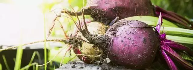 當仁不讓的補血大王,除了它還是它——「甜菜根」甜菜根汁對心血管健康好處多多,還不趕緊喝起來?