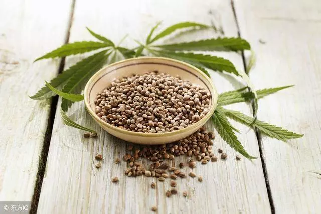 人體80%血液帶有「垃圾」,1種子輕鬆助你排出體內垃圾