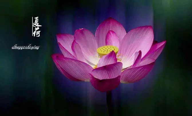 12月27、28號起,運勢吉祥,橫財不斷進家門,數錢數到晚的5大生肖!