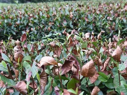 杭州38℃高溫天氣 西湖龍井茶樹被烤焦