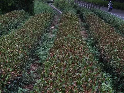 杭州38℃高溫天氣 西湖龍井茶樹被烤焦