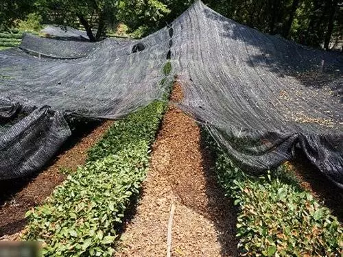 杭州38℃高溫天氣 西湖龍井茶樹被烤焦