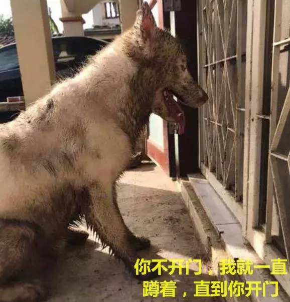 二哈回家主人被嚇到,立馬鎖門,主人:這狗誰要拿去,我要不起