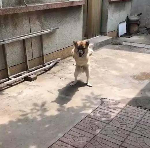 狗狗直立行走,鄰居感覺不對勁,走近一看潸然淚下……