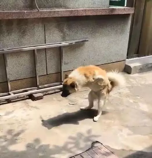 狗狗直立行走,鄰居感覺不對勁,走近一看潸然淚下……