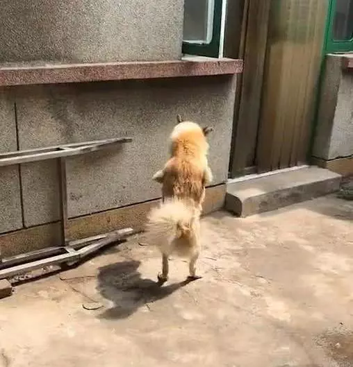 狗狗直立行走,鄰居感覺不對勁,走近一看潸然淚下……