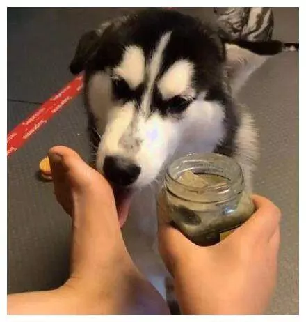 哈士奇從沒讓人失望過,重口味到不可思議,二哈:這臭腳還挺香
