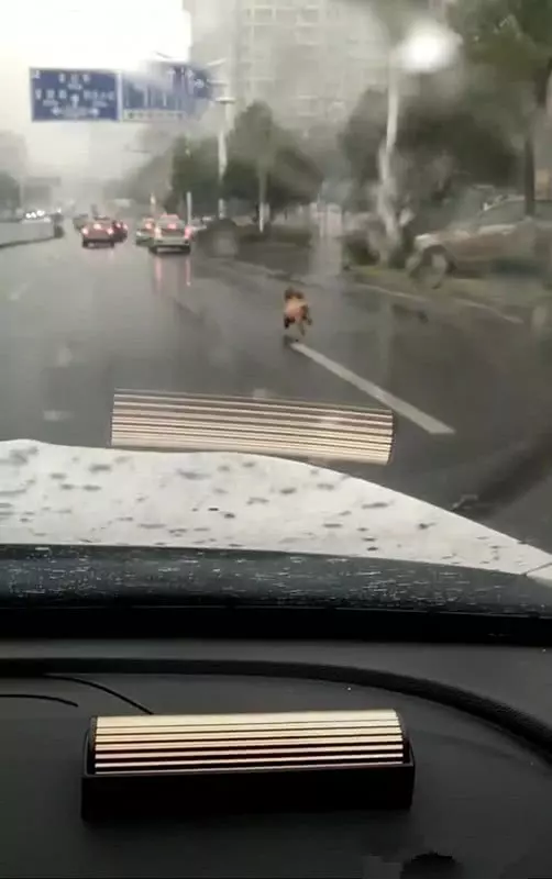 女子丟下泰迪打車離去，暴雨如注，狗狗的反應讓人心疼