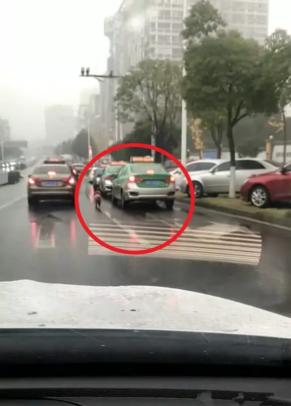 女子丟下泰迪打車離去，暴雨如注，狗狗的反應讓人心疼