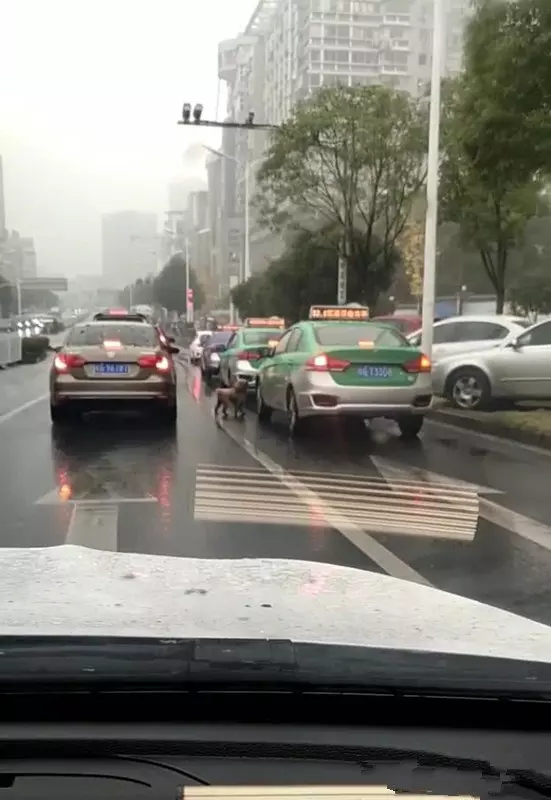 女子丟下泰迪打車離去，暴雨如注，狗狗的反應讓人心疼