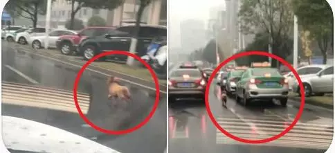 女子丟下泰迪打車離去，暴雨如注，狗狗的反應讓人心疼