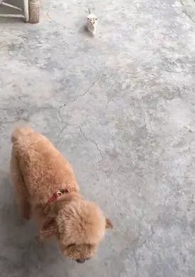一隻被丟棄的小貓咪,死命追著小狗當媽媽,成功耍賴被帶回家