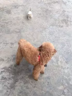 一隻被丟棄的小貓咪,死命追著小狗當媽媽,成功耍賴被帶回家