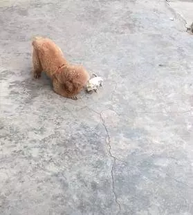 一隻被丟棄的小貓咪,死命追著小狗當媽媽,成功耍賴被帶回家