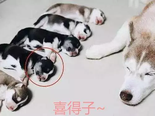 哈士奇生下5隻狗崽,其中2隻模樣不對勁,網友:智商有救了