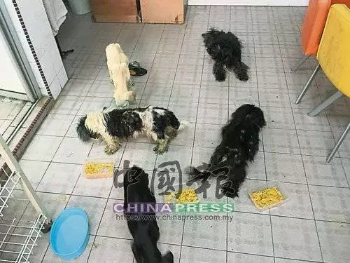[ 大馬 ] 女英雄爬入屋救貓狗．12瘦骨如柴貓狗救出 治療後開放領養